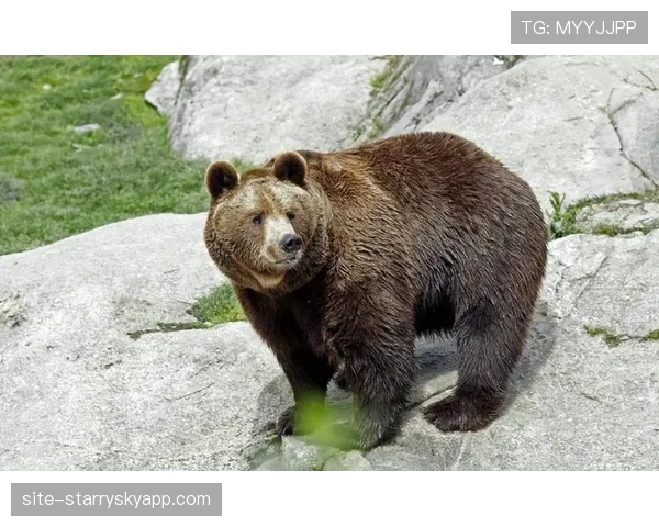 棕熊与枫叶上演进攻大战 棕熊笑到最后取七连胜